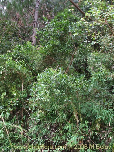 Imágen de Dasyphyllum diacanthoides (Trevo / Palo santo / Palo blanco / Tayu). Haga un clic para aumentar parte de imágen.